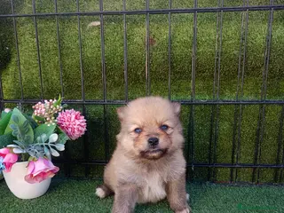 Pomerania perros POMERANIA CACHORRO - Anuncio 3