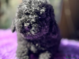 Caniche Toy perros CANICJE TOY NEGRA DISPONIBLE CALIDAD - Anuncio 2