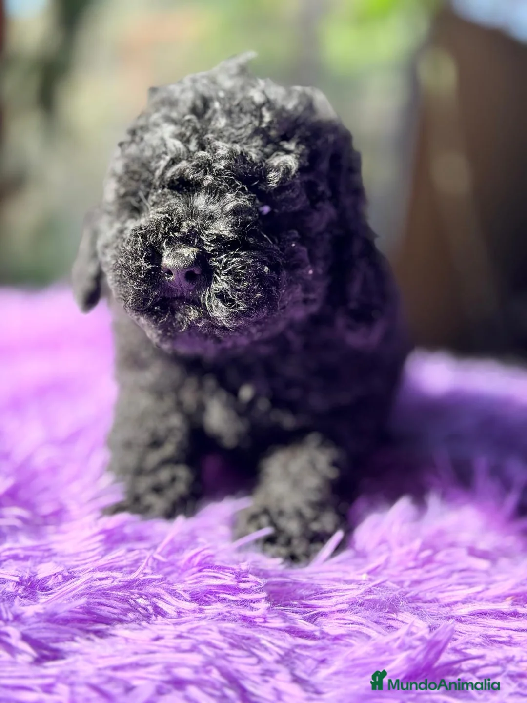 Caniche Toy perros en venta: CANICJE TOY NEGRA DISPONIBLE CALIDAD - Anuncio 1