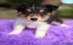 Border Collie perros en venta: Border collie tricolor  - Anuncio 4