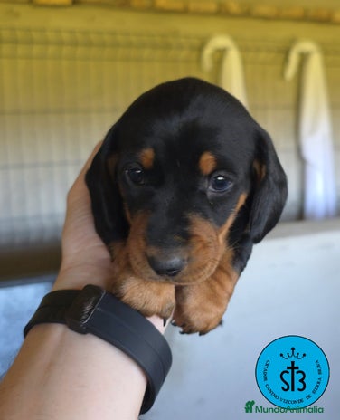Teckel Miniatura perros en Sevilla - Anuncio 3