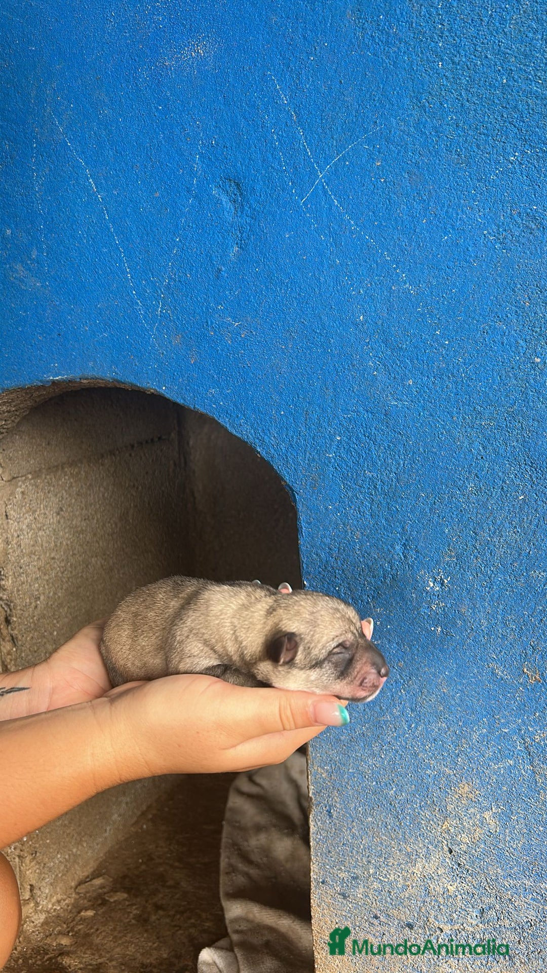 Perro Lobo Checoslovaco perros en venta: Perro lobo herreño  - Imagen 4