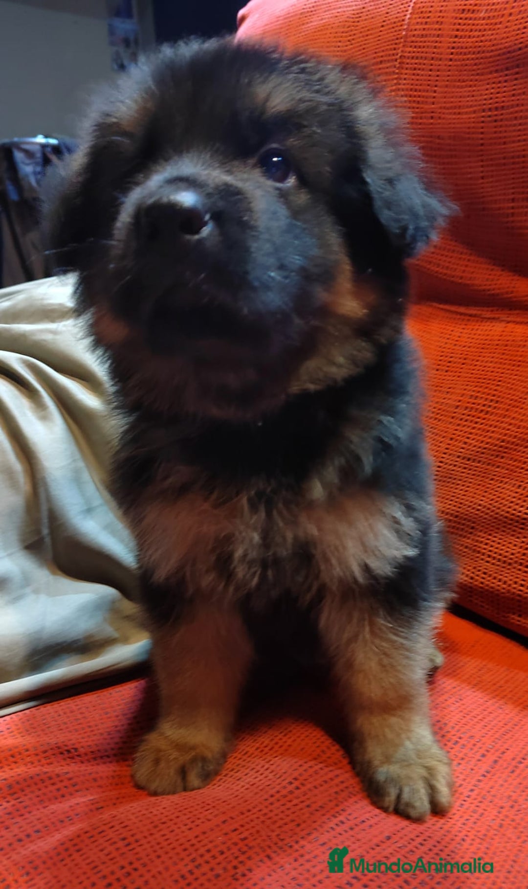 Pastor Alemán perros en venta: Último Pastor Alemán Macho - Anuncio 4