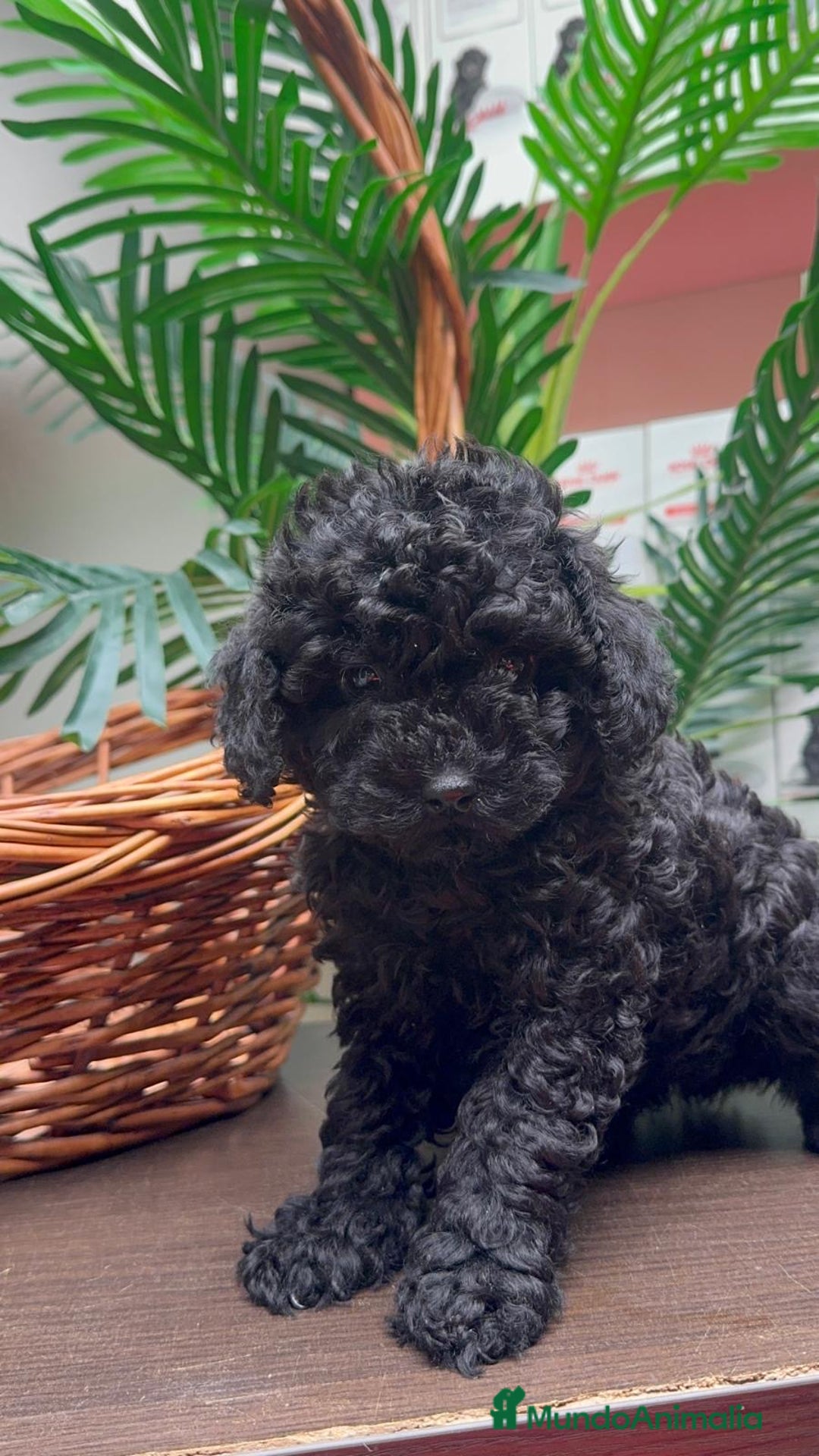 Caniche Toy perros en venta: CANICHE TOY MACHO - Anuncio 14