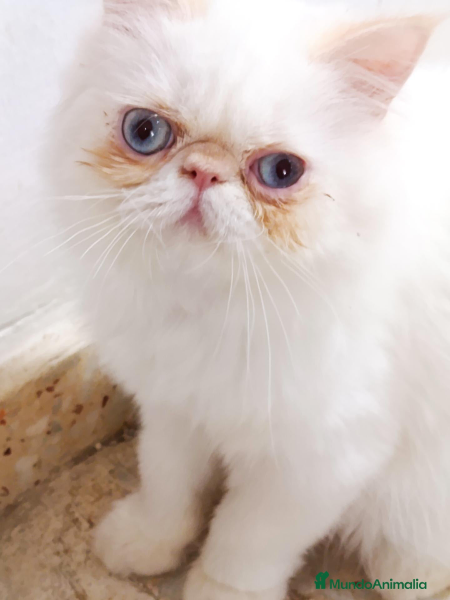 Himalayo gatos HEMBRITA HIMALAYA RED POINT - Anuncio 1