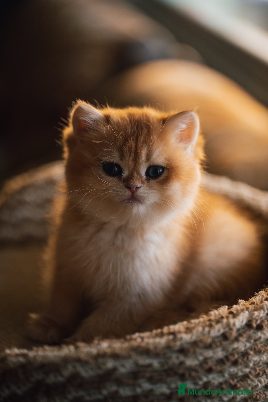 Británico de Pelo Corto gatos en venta: Preciosas british golden chinchilla - Anuncio 5