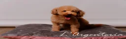 Caniche Toy perros en venta: Camada Caniche Toy - Anuncio 5