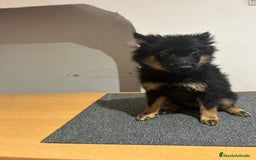 Pomerania perros en venta: Pomerania  - Imagen 2