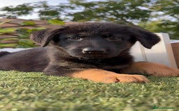 Pastor Alemán perros en venta: PASTOR ALEMAN HEMBRA - Imagen 13