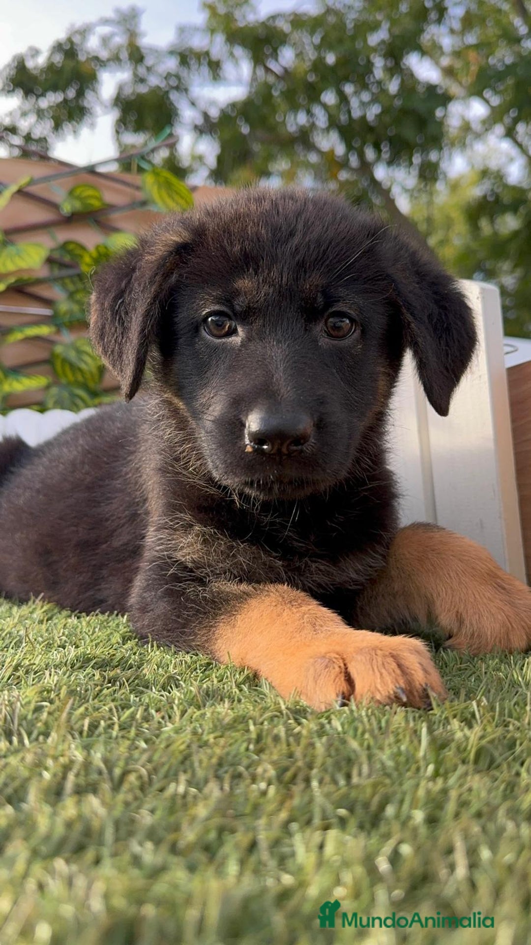 Pastor Alemán perros en venta: PASTOR ALEMAN HEMBRA - Imagen 13