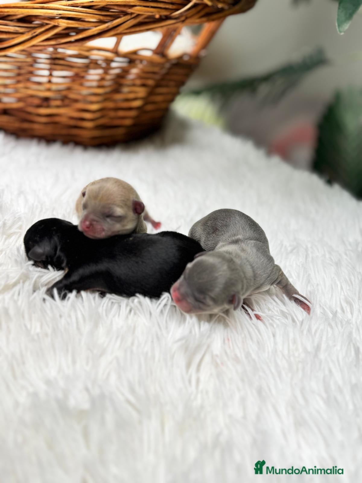 Chihuahua perros CHIHUAHUA HEMBRAS-COLORES EXOTICOS - Anuncio 1