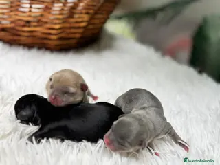 Chihuahua perros CHIHUAHUA HEMBRAS-COLORES EXOTICOS - Anuncio 29