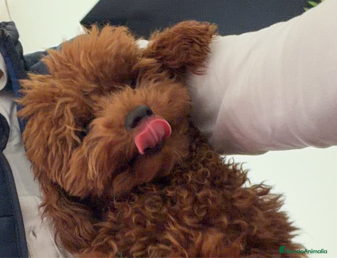 Caniche Toy perros para monta: Espectacular caniche Toy rojo para monta  - Anuncio 4