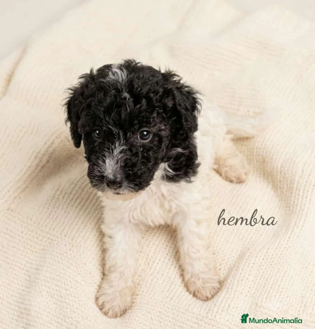 Perro de Agua Español perros en venta: Perro de agua Español - Anuncio 1