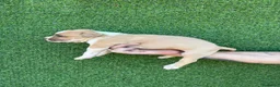 American Staffordshire-Terrier perros en venta: America Staffordshire terrier  - Anuncio 4