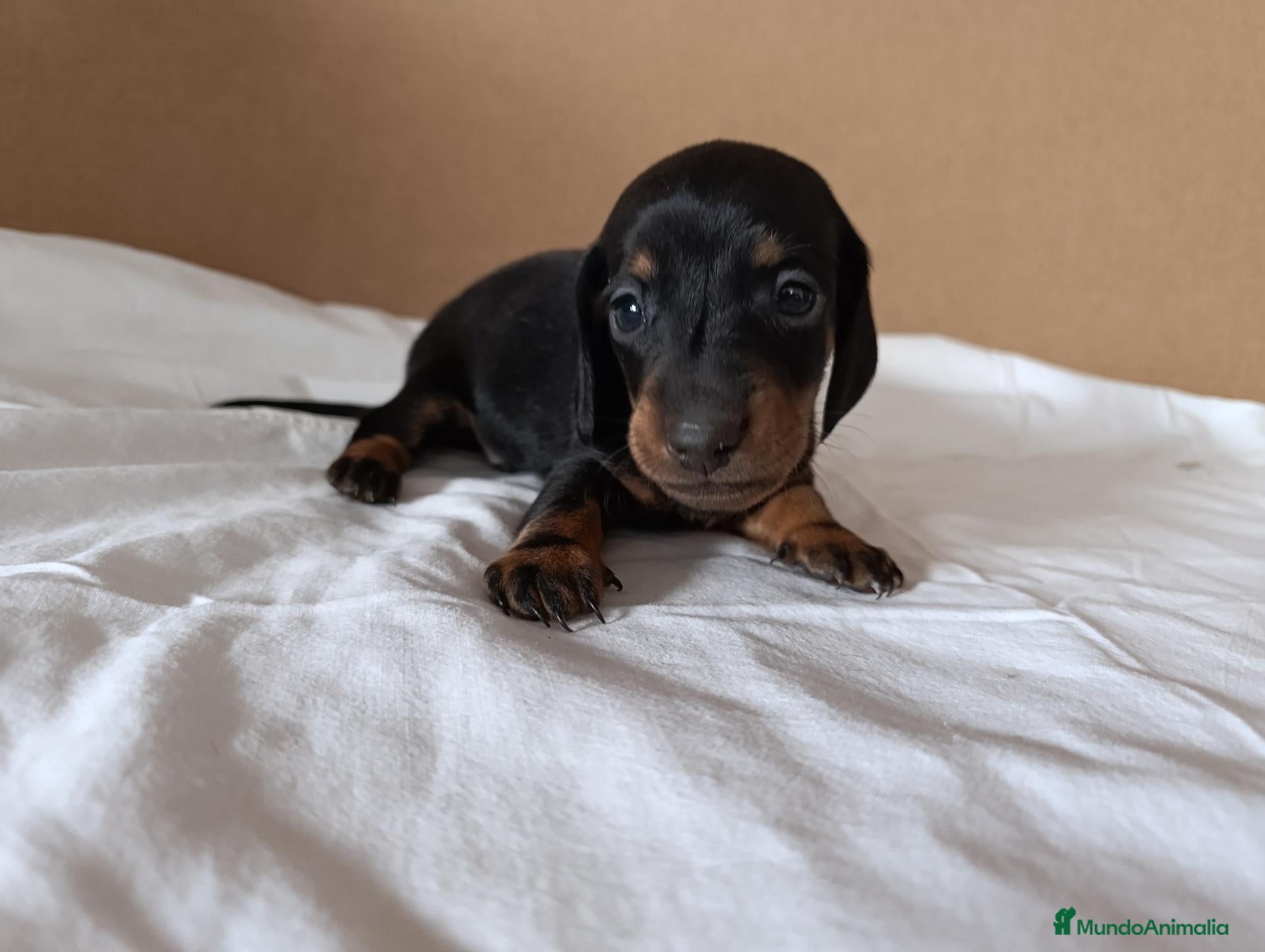 Teckel Miniatura perros Camada Teckel Kaninchen - Anuncio 2
