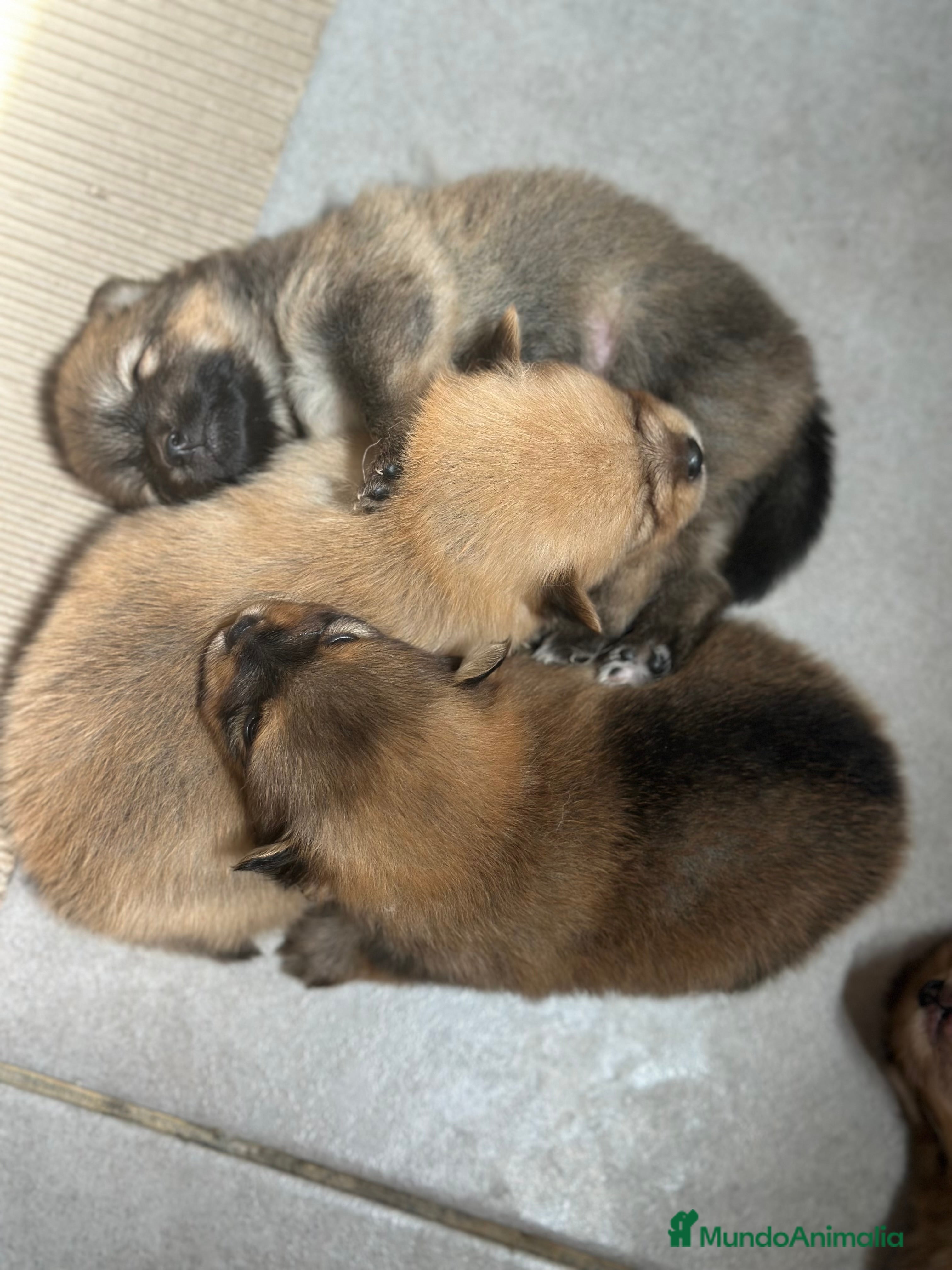 Pomerania perros POMERANIA MINITOY DISPONIBLES - Anuncio 25