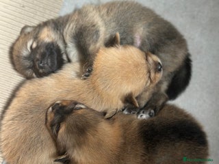 Pomerania perros - Anuncio 5