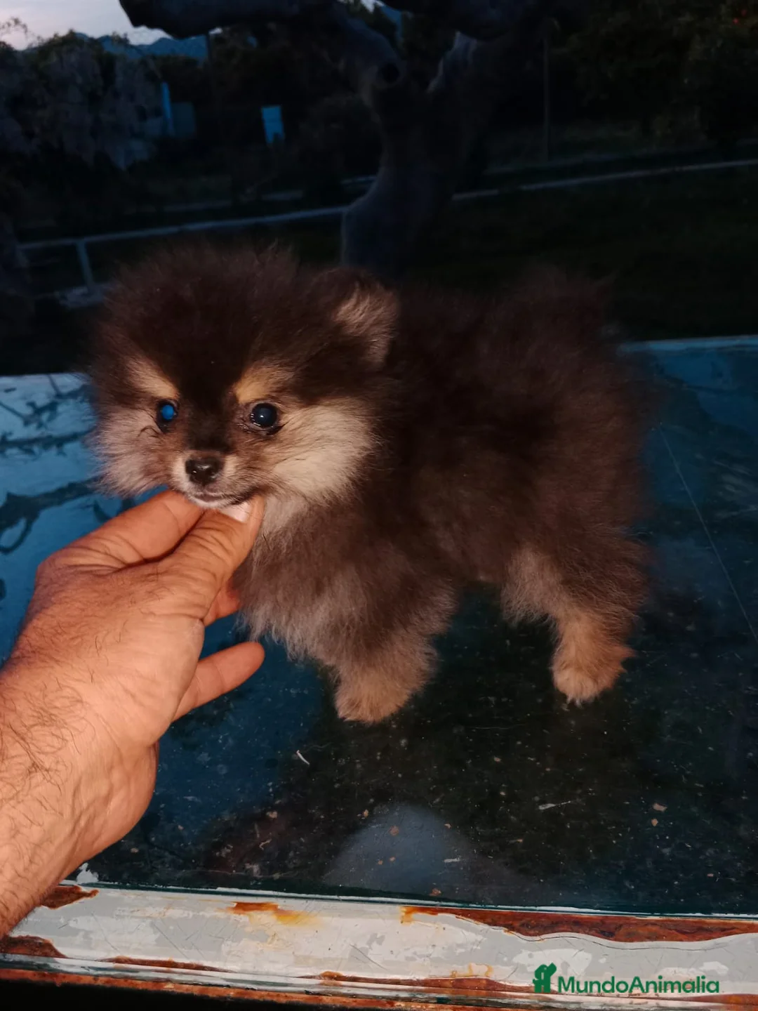 Pomerania perros en venta: Camada de Pomerania en Granada - Anuncio 1