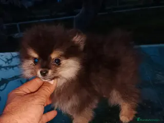 Pomerania perros Camada de Pomerania en Granada - Anuncio 39