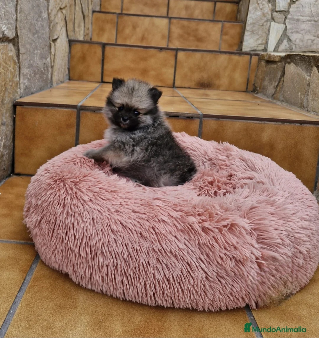 Pomerania perros en venta: Lulú de pomerania  - Anuncio 2