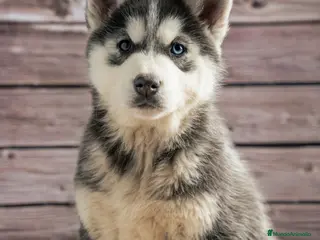 Husky Siberiano perros Husky Siberiano - cachorros - Anuncio 4