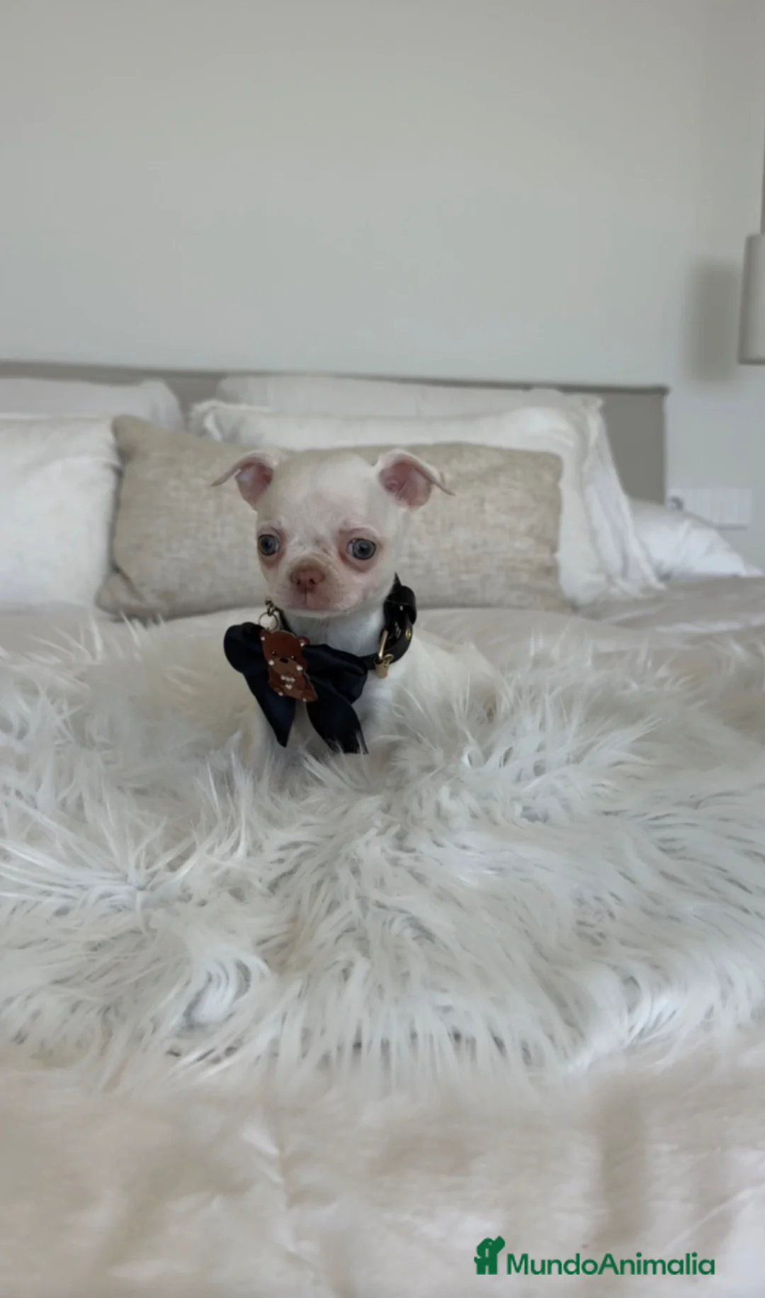 Chihuahua perros en venta: Chihuahua macho - Anuncio 1