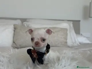 Chihuahua perros Chihuahua macho - Anuncio 1