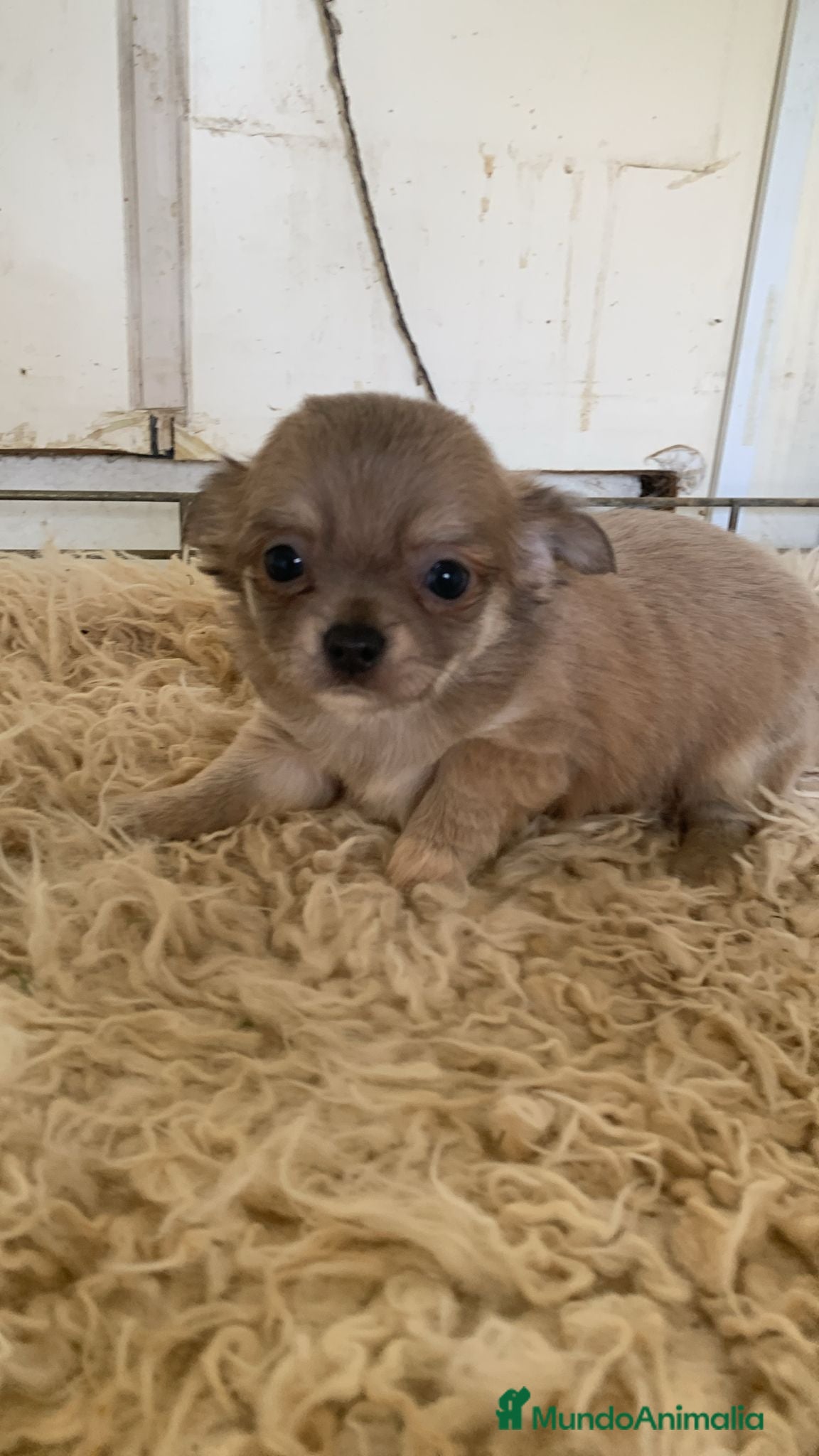 Chihuahua perros Chihuahuas pelo largo exitico - Anuncio 1