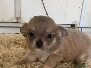 Chihuahua perros Chihuahuas pelo largo exitico - Anuncio 1