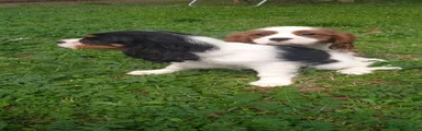 Cavalier King Charles Spaniel 3