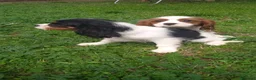 Cavalier King Charles Spaniel perros en venta: Cavalier - Anuncio 4