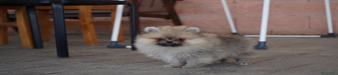 SPARKY