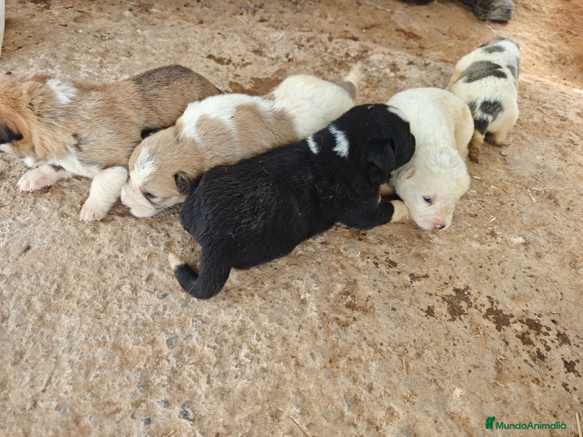 Mastín Español perros Mastin - Anuncio 4