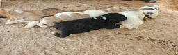 Mastín Español perros en venta: Mastin - Anuncio 1