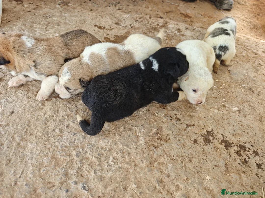 Mastín Español perros en venta: Mastin - Anuncio 1