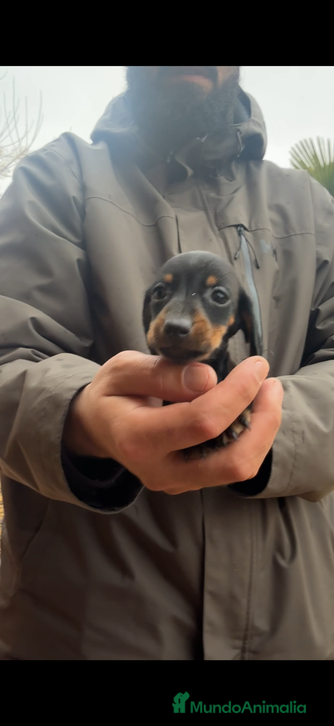 Teckel perros en venta: TECKEL KANINCHEN - @TECKEL DEL PALMERAL  - Anuncio 5