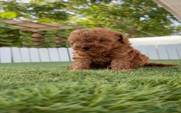 Caniche Toy perros en venta: CANICHE TOY ROJO MACHO - Imagen 11