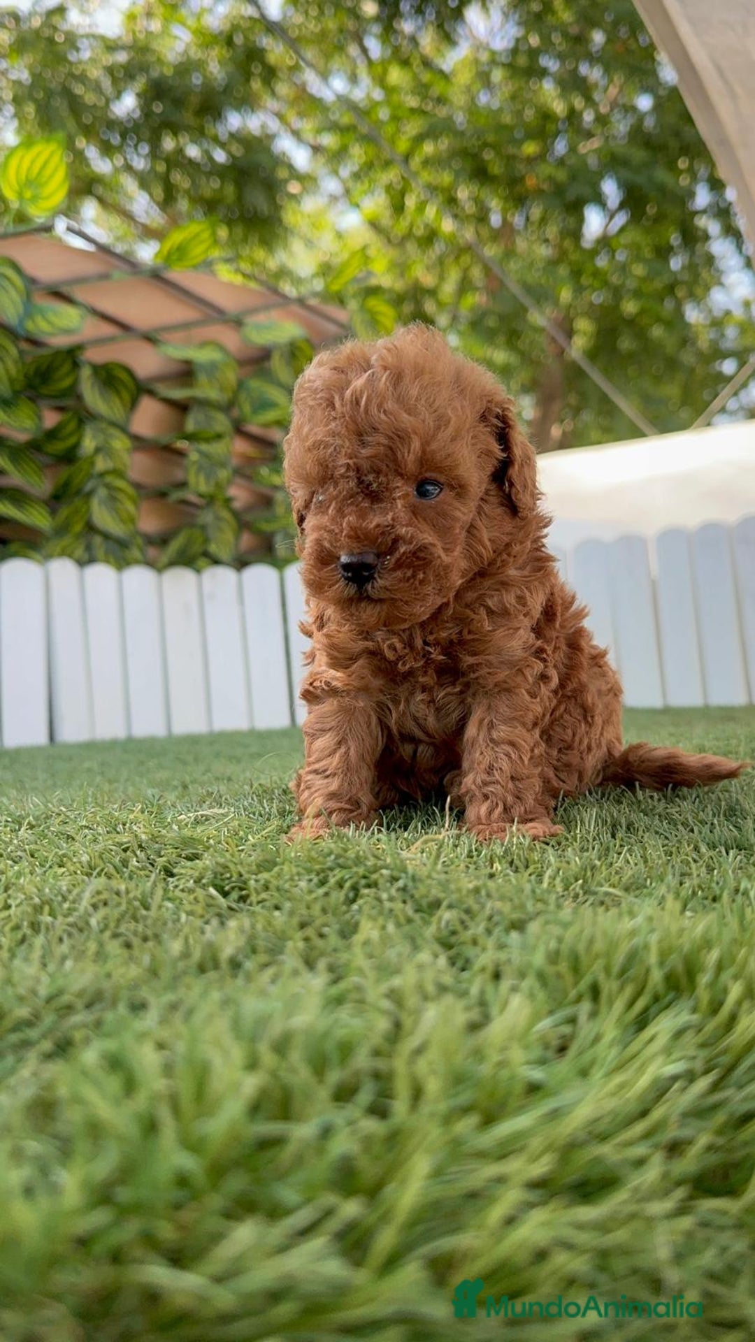 Caniche Toy perros en venta: CANICHE TOY ROJO MACHO - Imagen 11