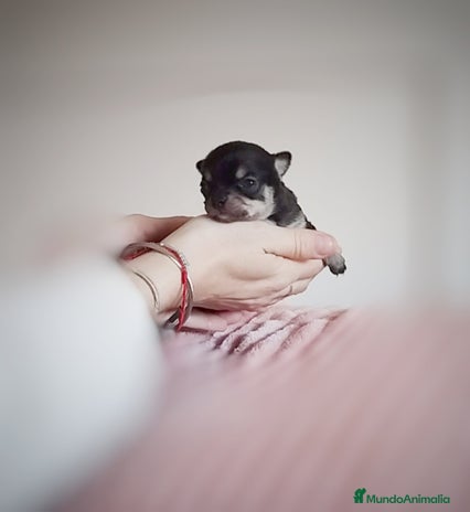 Chihuahua perros - Anuncio 20