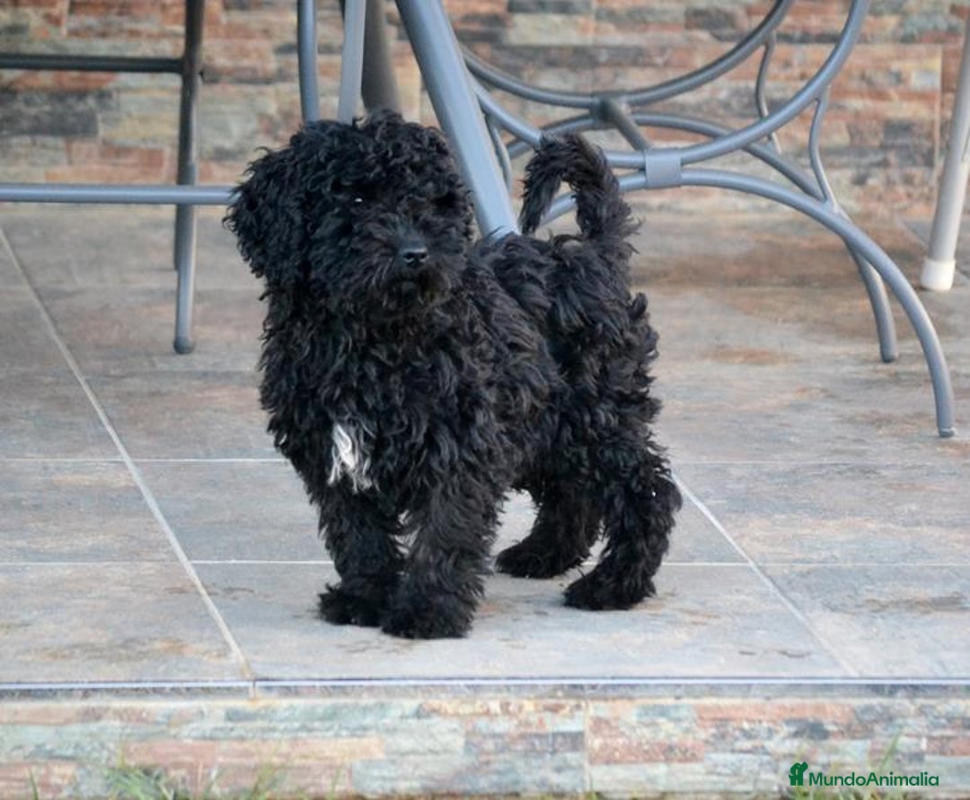 Perro de Agua Español perros en venta: Cachorra perro de agua español - Anuncio 5