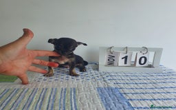 Chihuahua perros en venta: Chihuahua miniatura  - Imagen 5