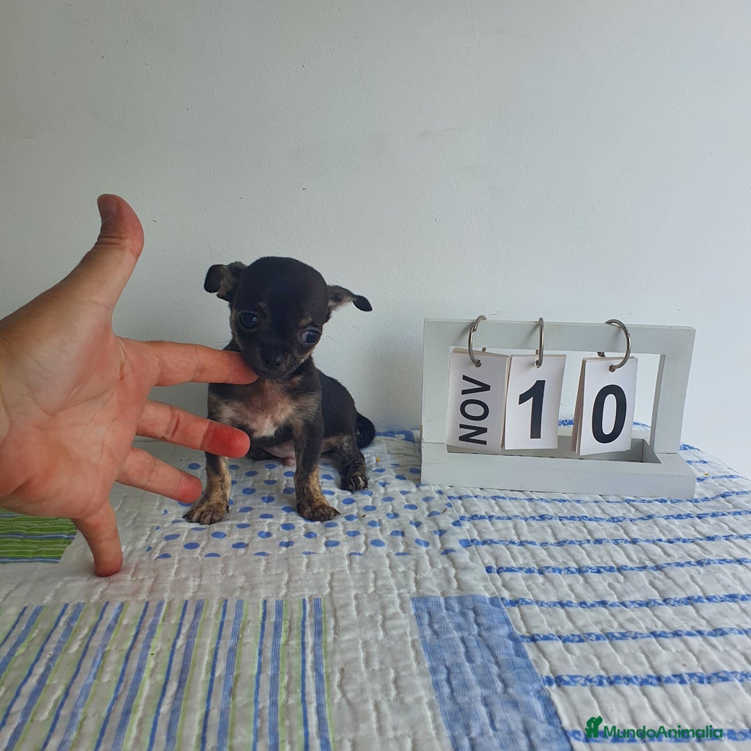 Chihuahua perros en venta: Chihuahua miniatura  - Imagen 5