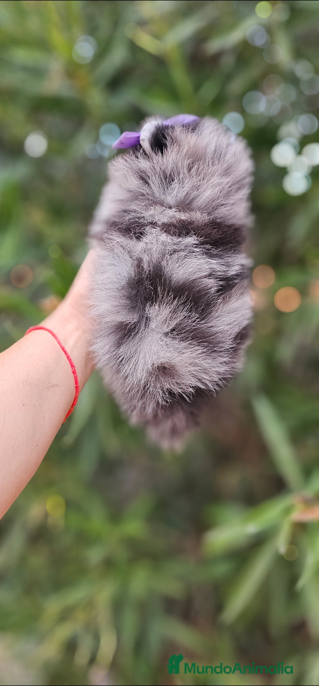 Pomerania perros en venta: Precioso machito Merle 💝 - Imagen 5