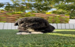 Perro de Agua Español perros en venta: PERRO DE AGUA HEMBRA - Imagen 2