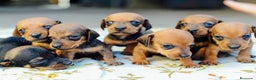 Teckel Miniatura perros en venta: TECKEL HUELVA  - Anuncio 2