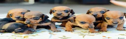 Teckel Miniatura perros en venta: TECKEL HUELVA  - Anuncio 2