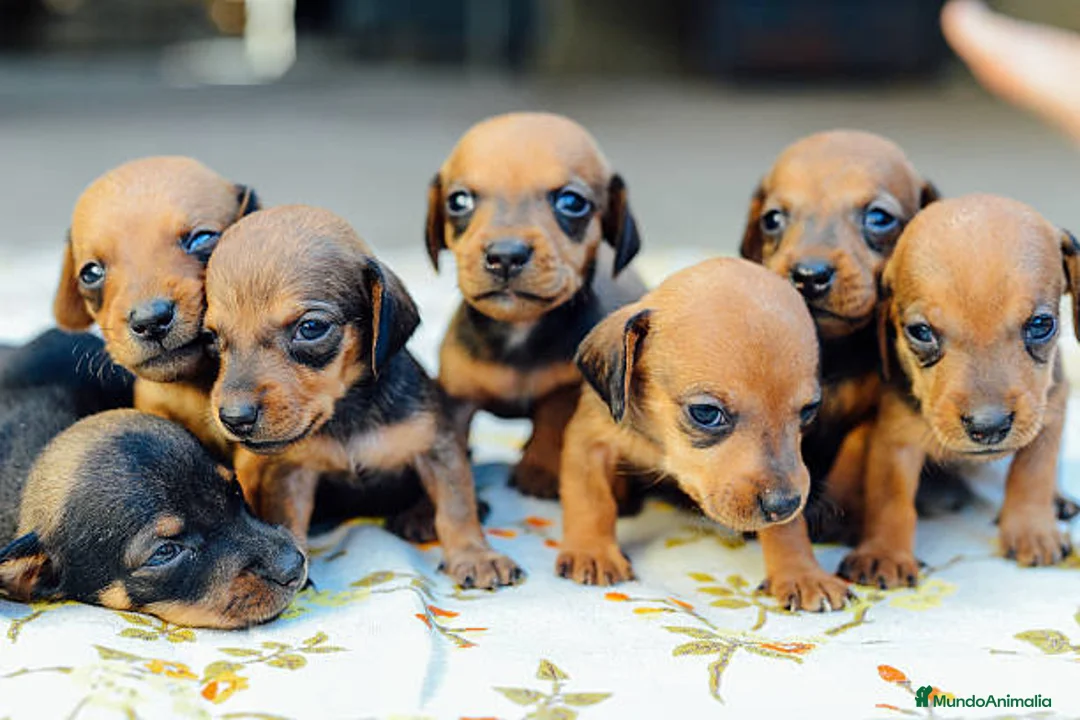 Teckel Miniatura perros en venta: TECKEL HUELVA  - Anuncio 2