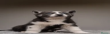 Cachorro 2