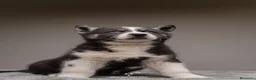 Husky Siberiano perros en venta: Cachorros HUSKY SIBERIANO - Anuncio 3